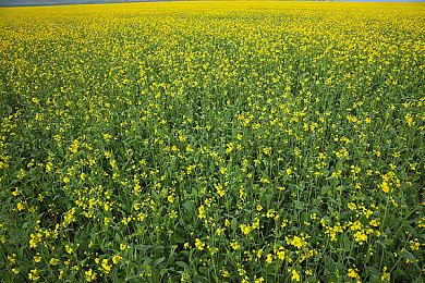 文字冒险游戏《人魔》Steam页面上线 8月2日发售